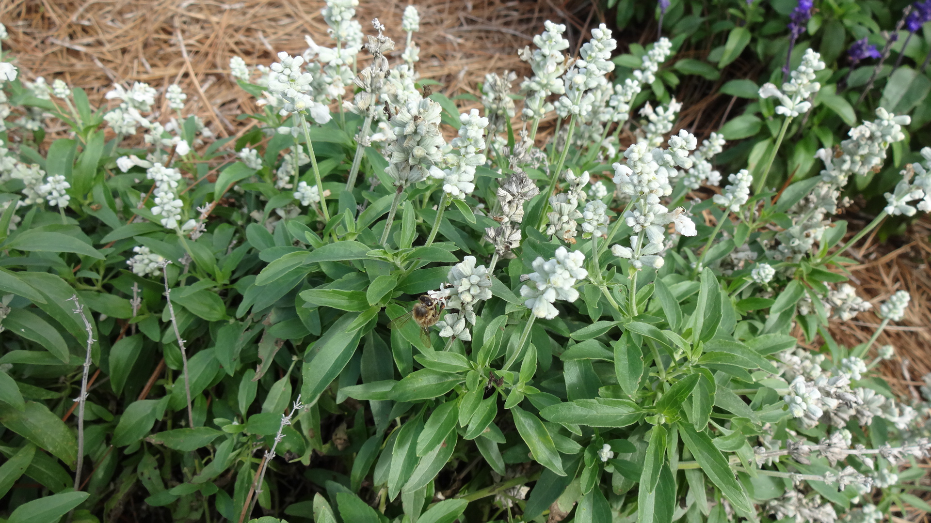Salvia Evolution WhiteJPG